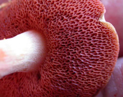Boletus rubinellus, close view of the pores and the attachment of the tube layer to the stalk. Boletus rubinellus, close view of the pores and the attachment of the tube layer to the stalk.
